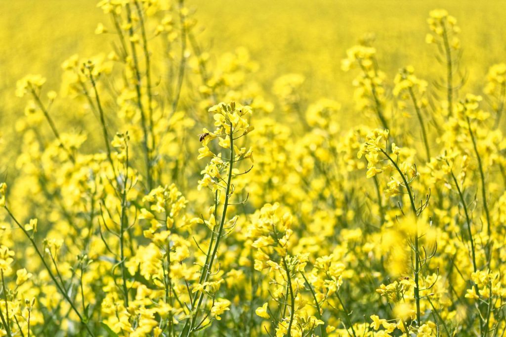 oilseed rape, field of rapeseeds, yellow-4412901.jpg